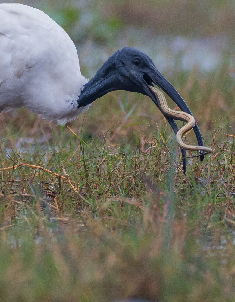 Photograph by Sankar Mandal