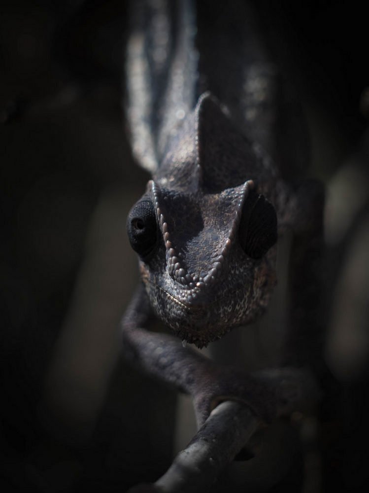 Chameleon in the dark