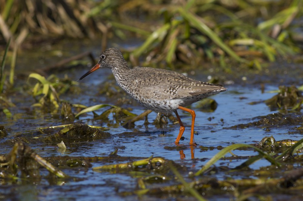 Tringa totanus