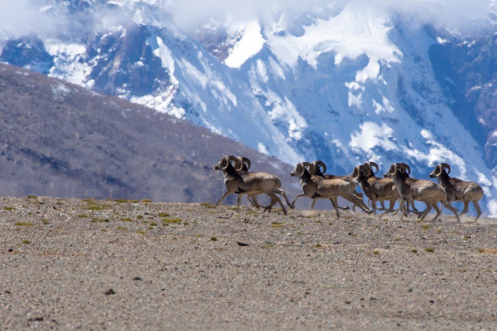 Tibetan Argali