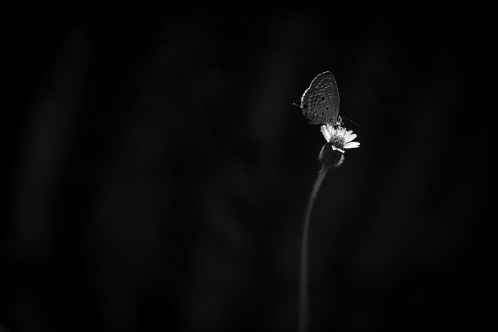 Soft touch of the light