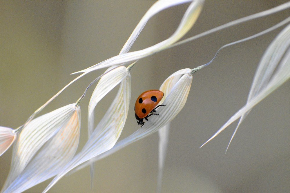 Photograph by Odysseas Christofides