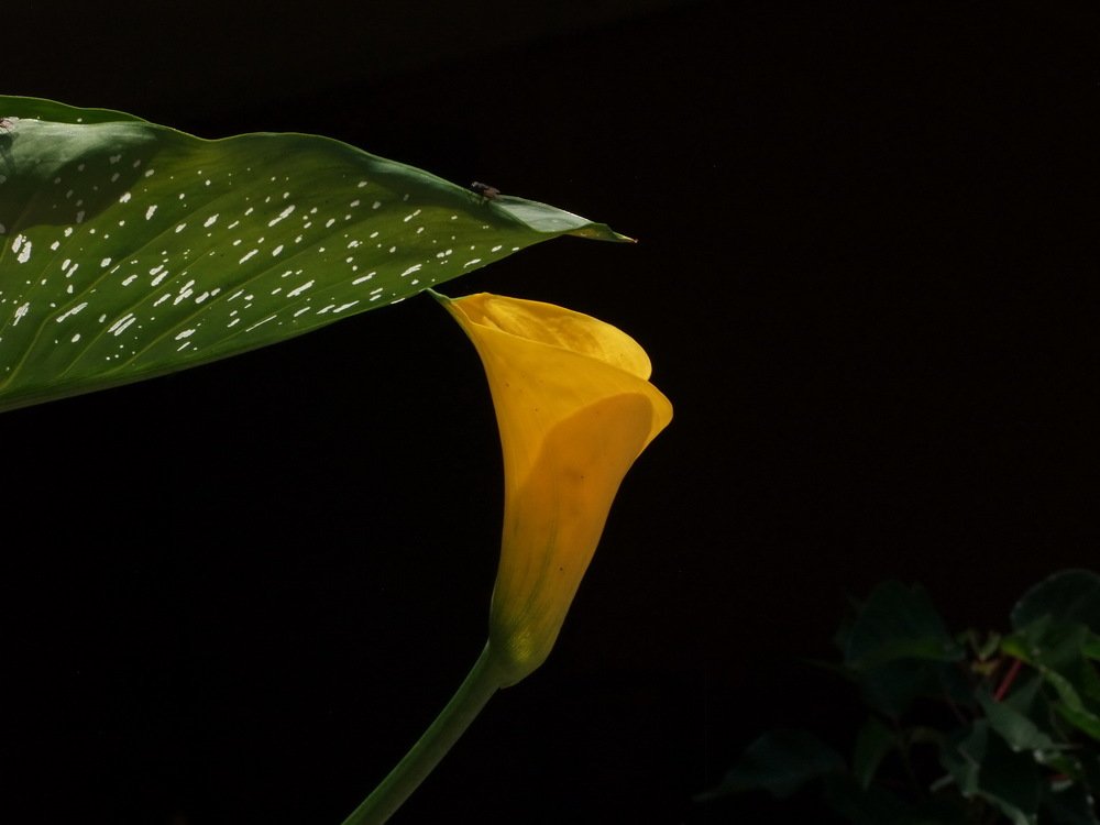 Photo #4594731
