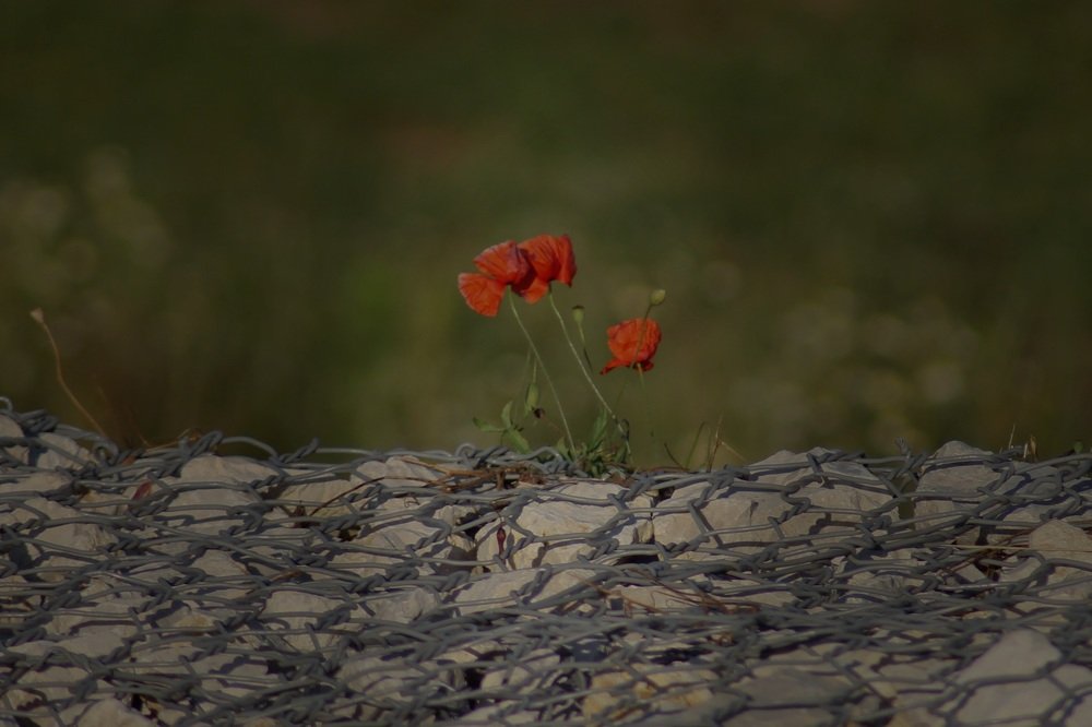 Photograph by Francisco Ferreira