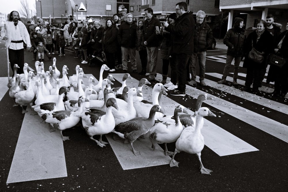 The geese herder ...