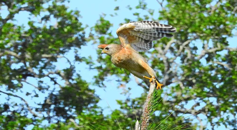 Entre Alas. Buteo lineatus,