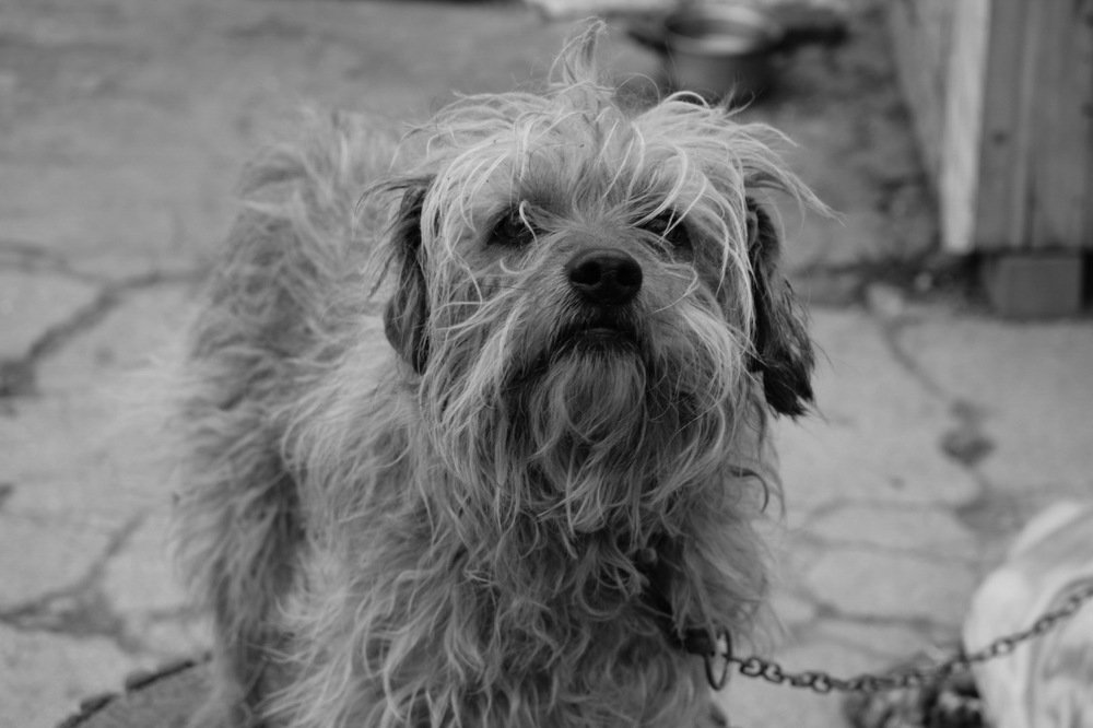 Здравствуйте.Пес, просто пес...