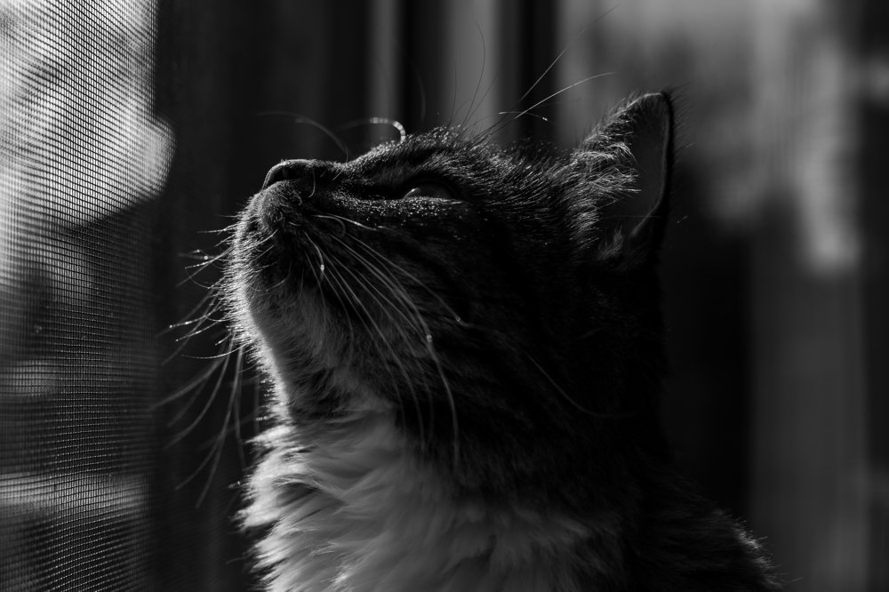 Фотография автора Ольга Осипова