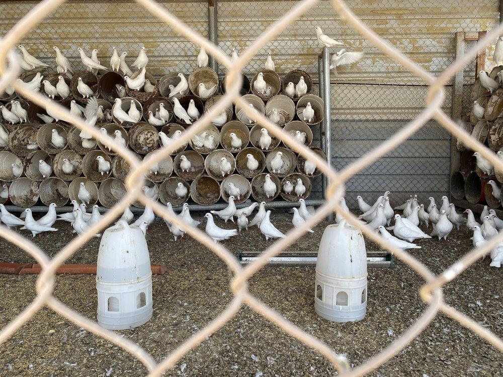 Photograph by Suneer S Subair