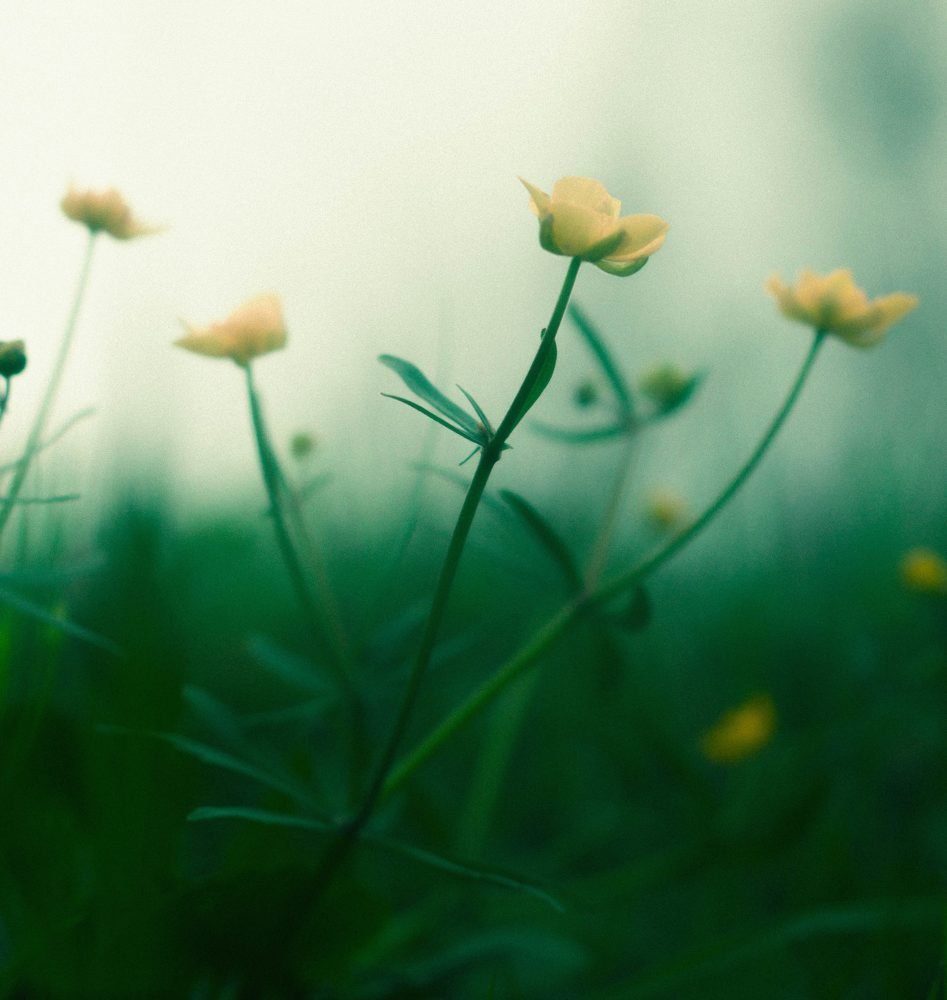 Туманное утро.