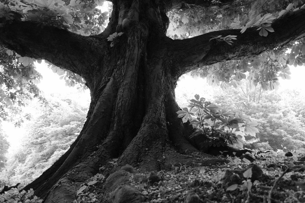 Photograph by Robert Chiorbeja