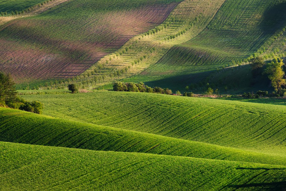 Natural carpet in South Moravia.