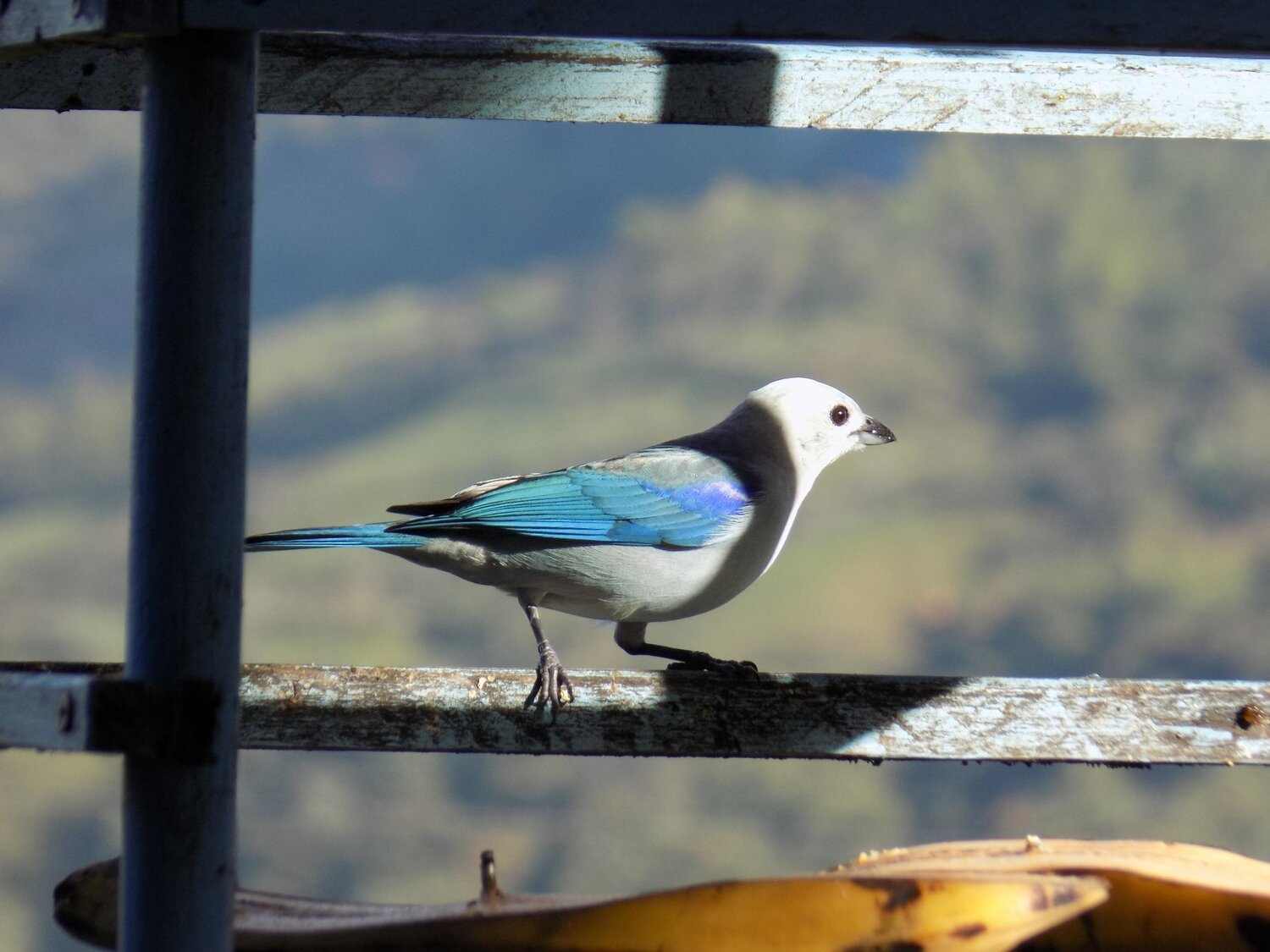 Photo #4595781