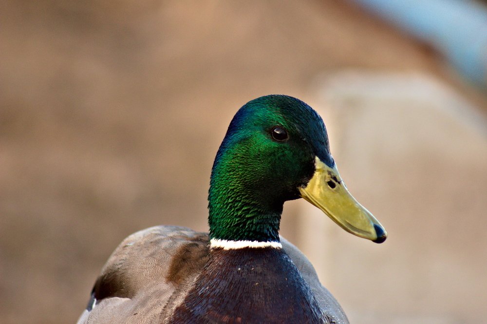 Photograph by Валентин Колинько