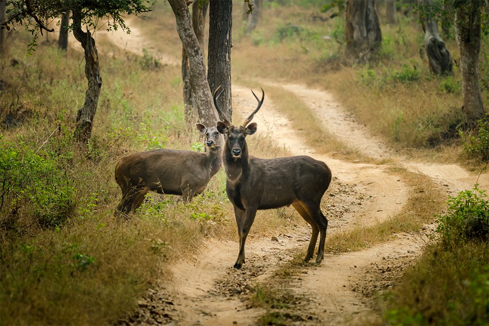 Hello, its our home!