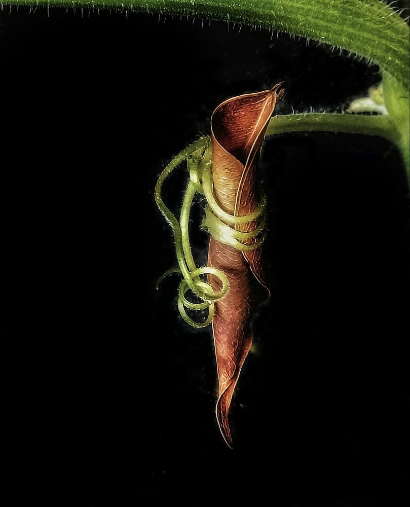 Naturaleza atrapante