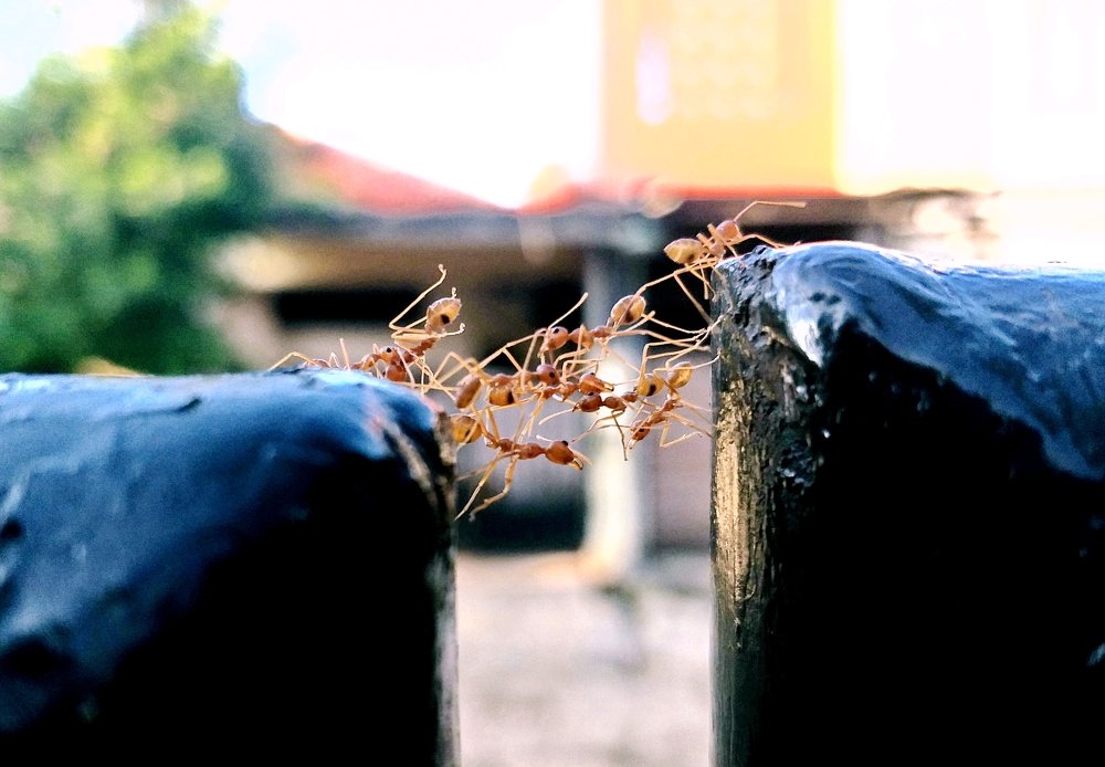 The bridge has done to build