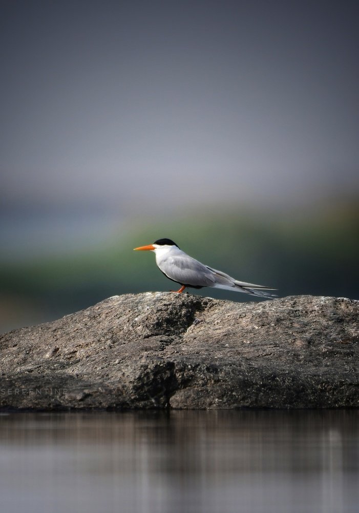 Photograph by Subham Rout