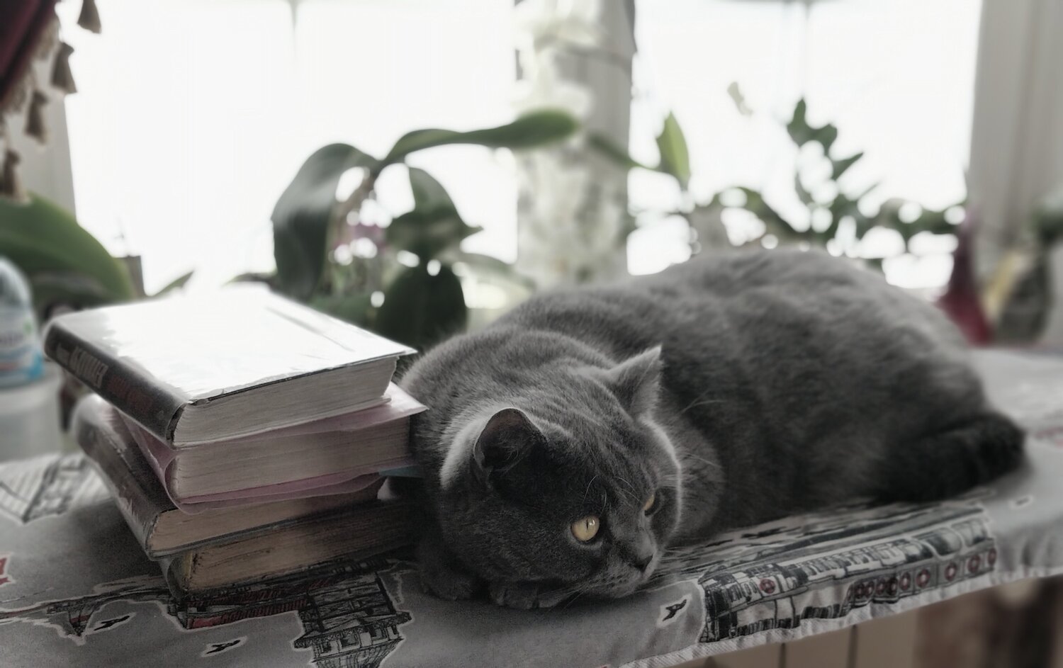 Photo #4596175