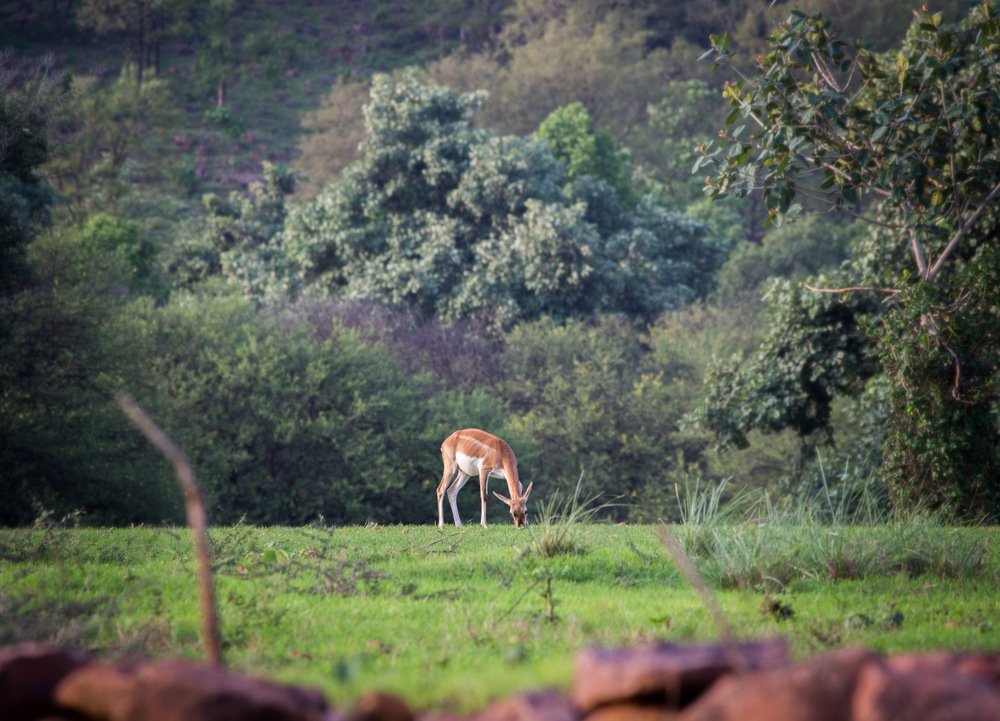 Photograph by Nyonika Rawal