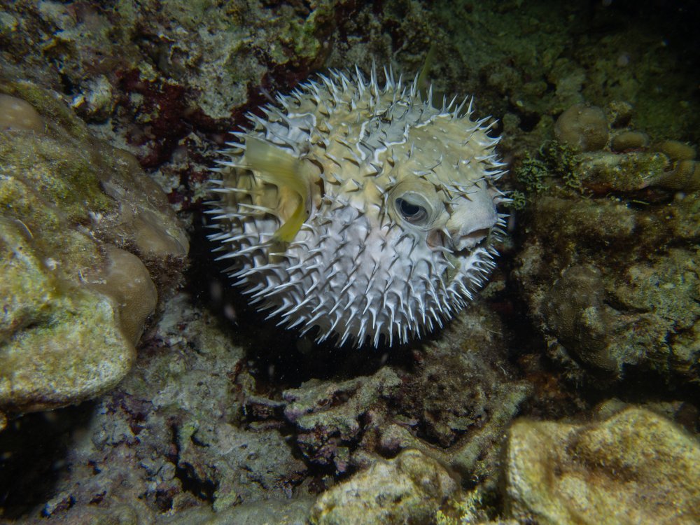 Photograph by Галина Михоношина