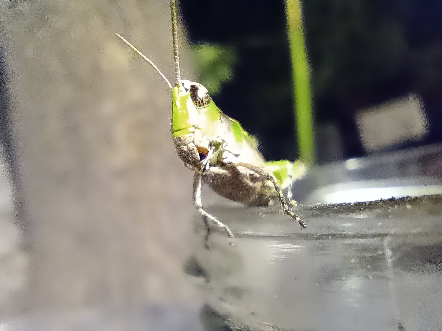 Insecto curioso 2