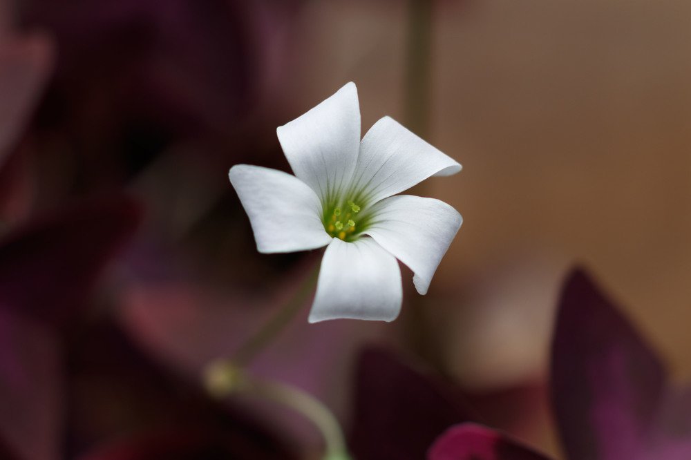 Photograph by Дильноза