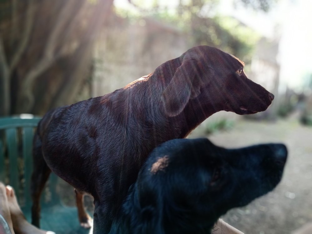 Photo #4596236