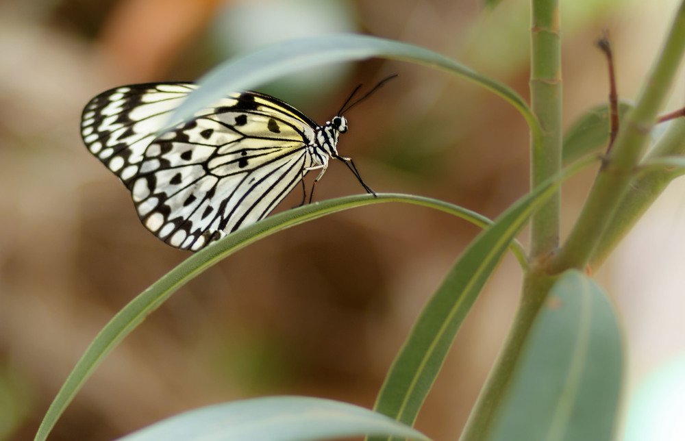 Photograph by Dilnoza