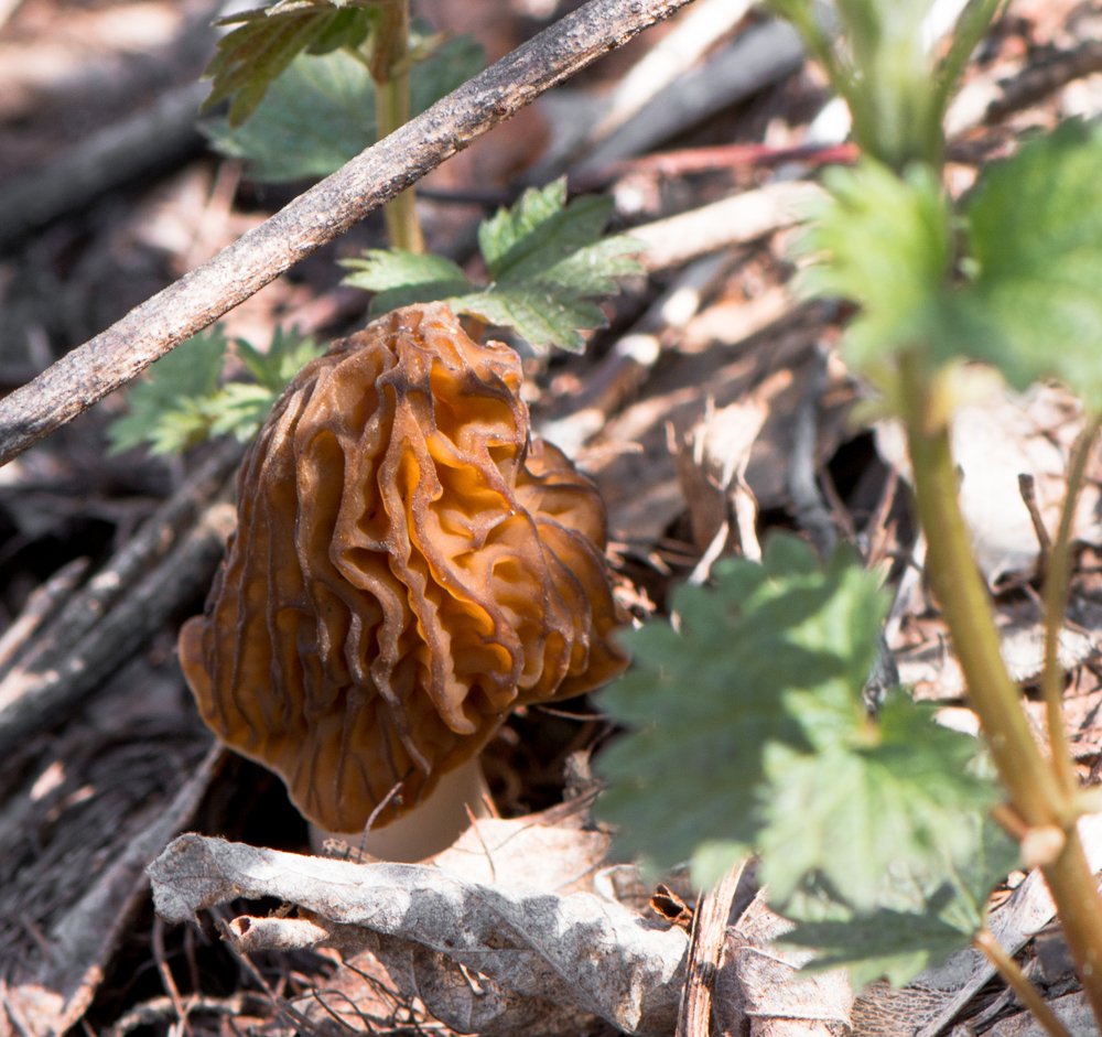 Photograph by Михаил Магид