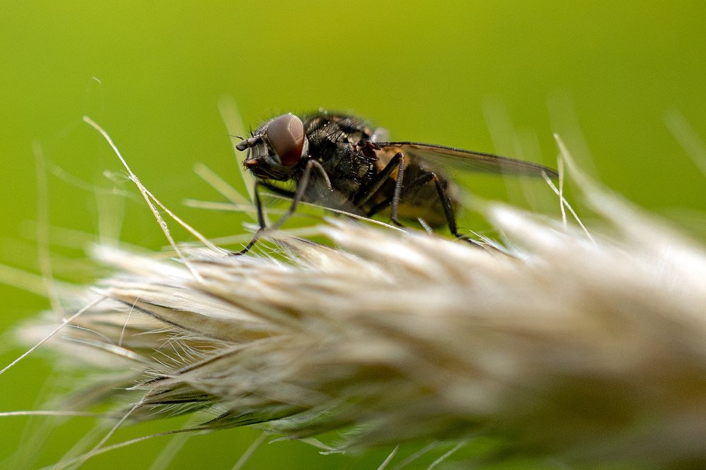 Photograph by Patricia Dodd