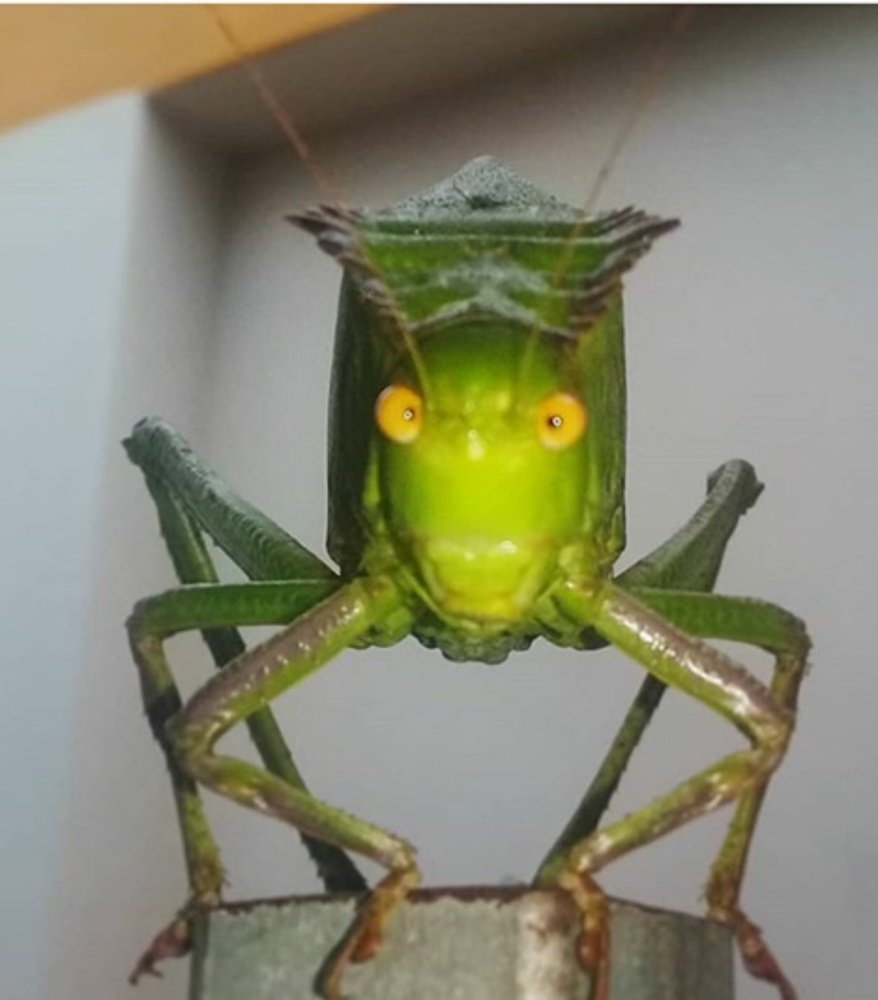 Mirada Del Saltamontes