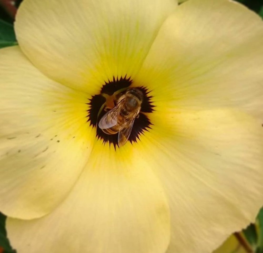 Abeja en flor de amor de un día