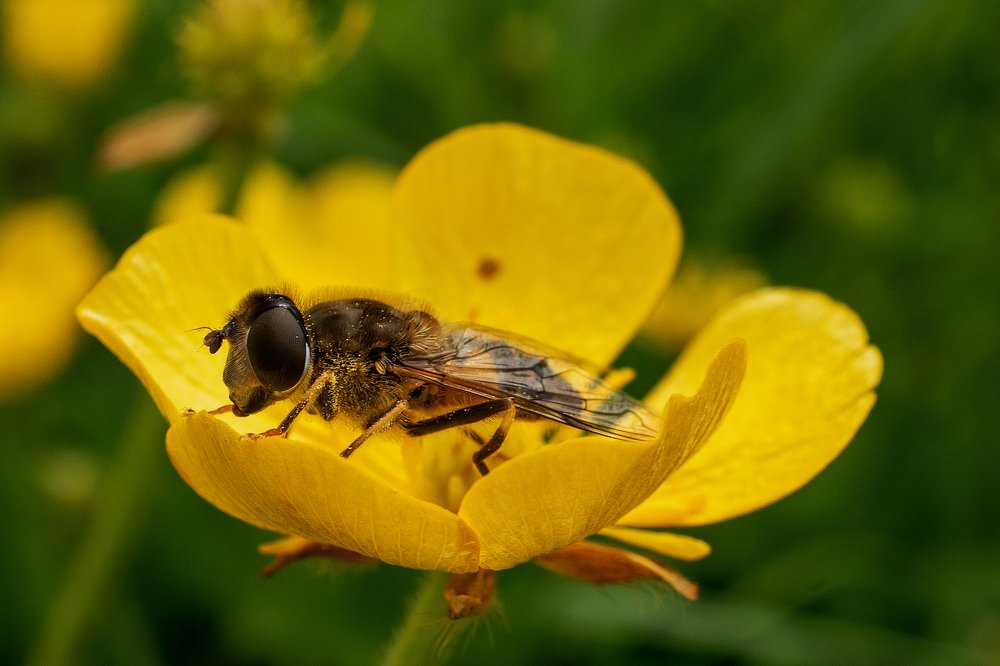 Photograph by Patricia Dodd