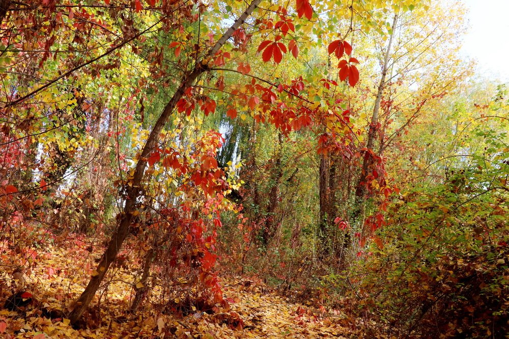 Осень на краски не поскупилась.