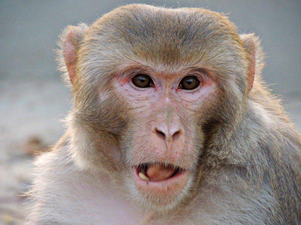 Monkey copying face impressions