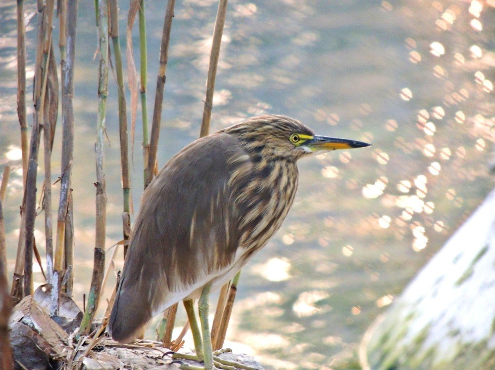 Pond heron bird