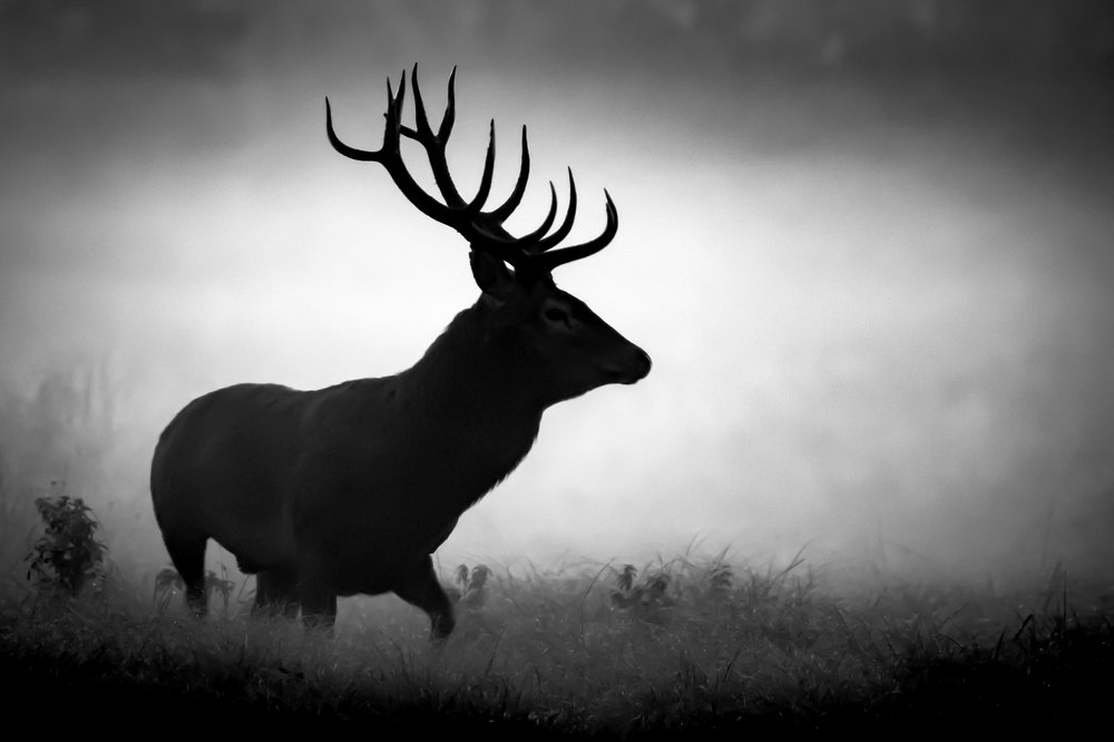 Deer in the morning fog
