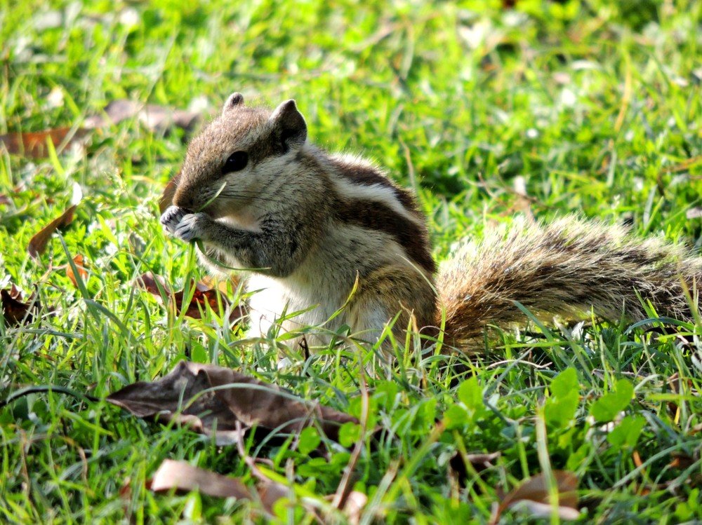 Squirrel eating grass