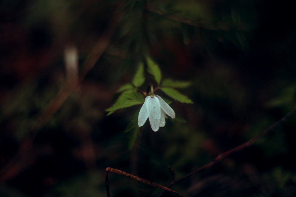 Фотография автора Надежда Саблина