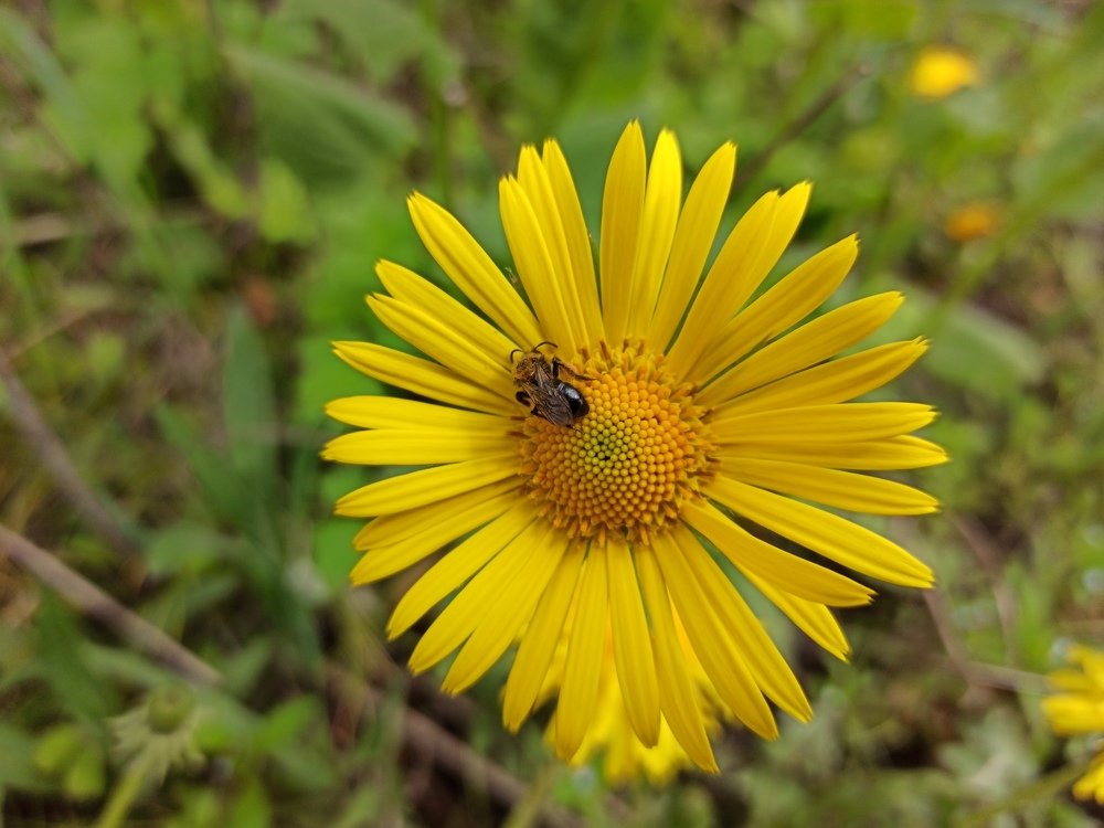 Пчела на цветке
