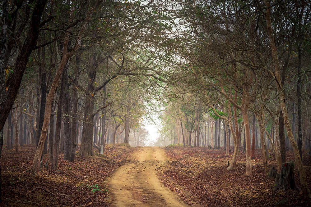 Misty morning in wild forest