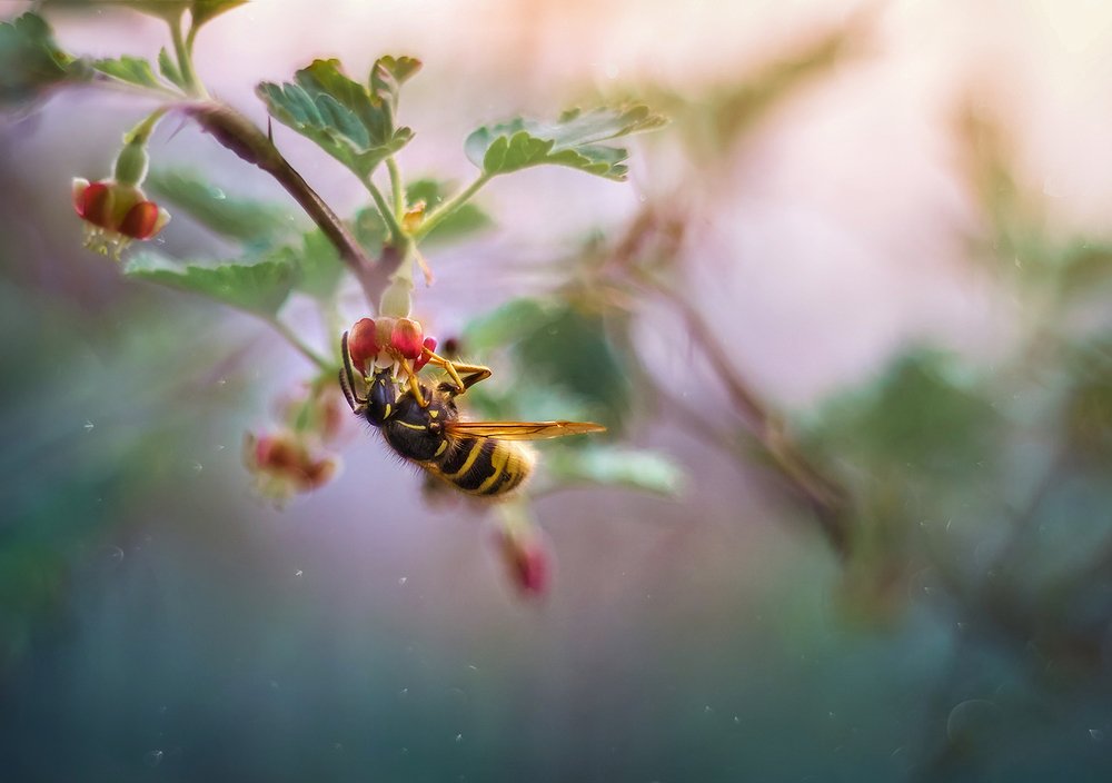 Вечернее лакомство