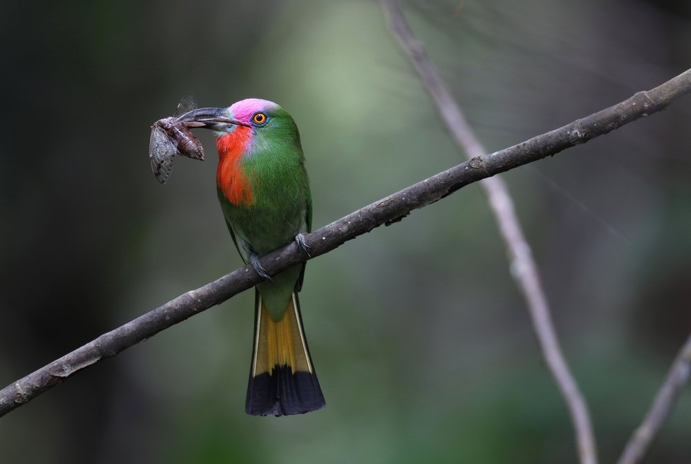 Red-bearded Bee-eater feeding.