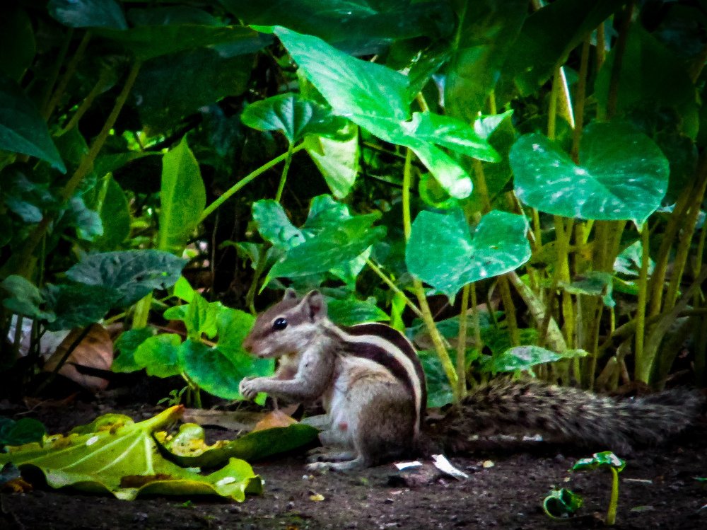 Photograph by Udit Rana Das