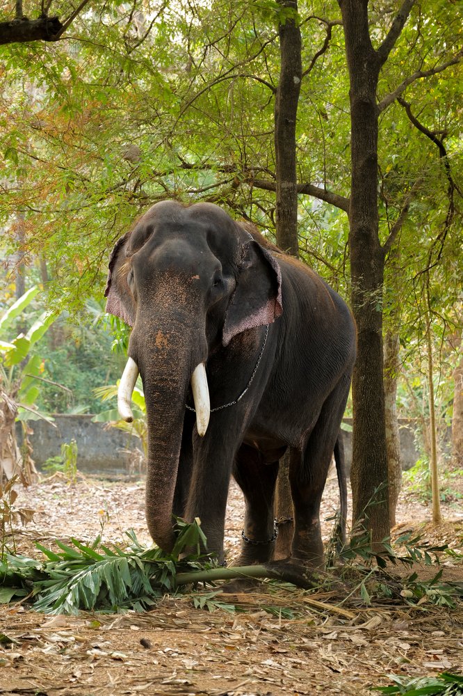 Tuskar in evening sunset