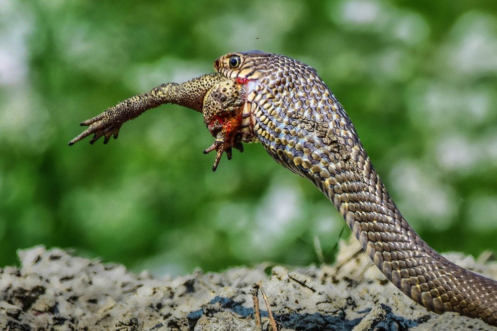 snake with catch