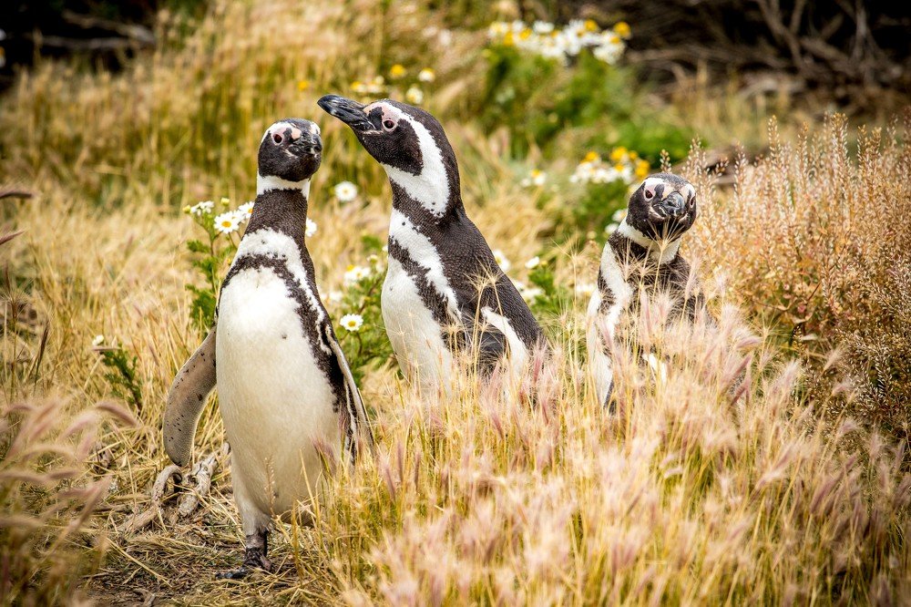 Семейный променад