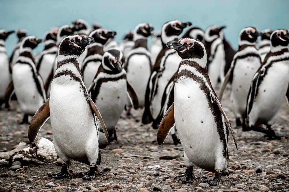 Свои среди своих