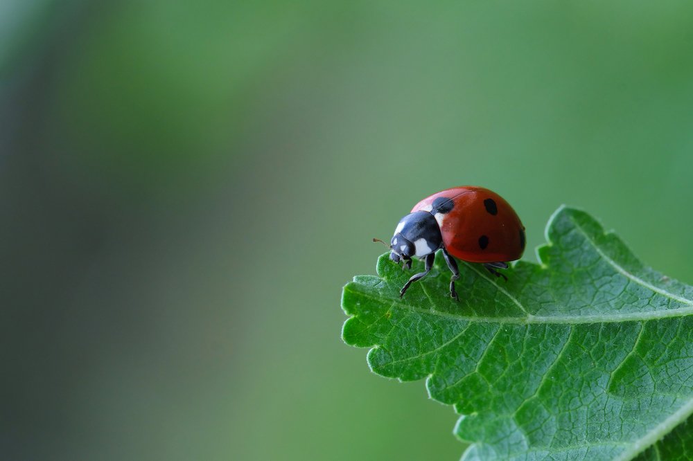 Фотография автора vladimir algazin